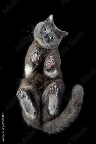 Cute gray cat with green-yellow eyes from below looking at camera. Horizontal image with black background.