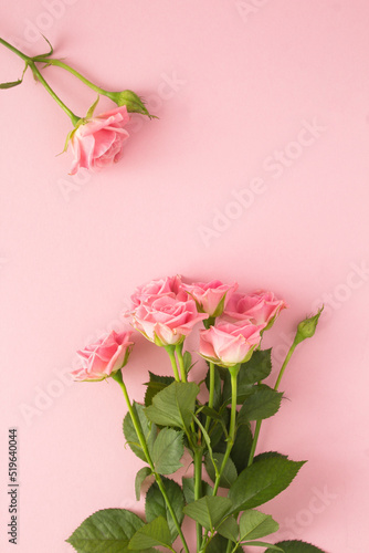 Pink roses on the pink  background.Top view. Copy space. Closeup. Location vertical.