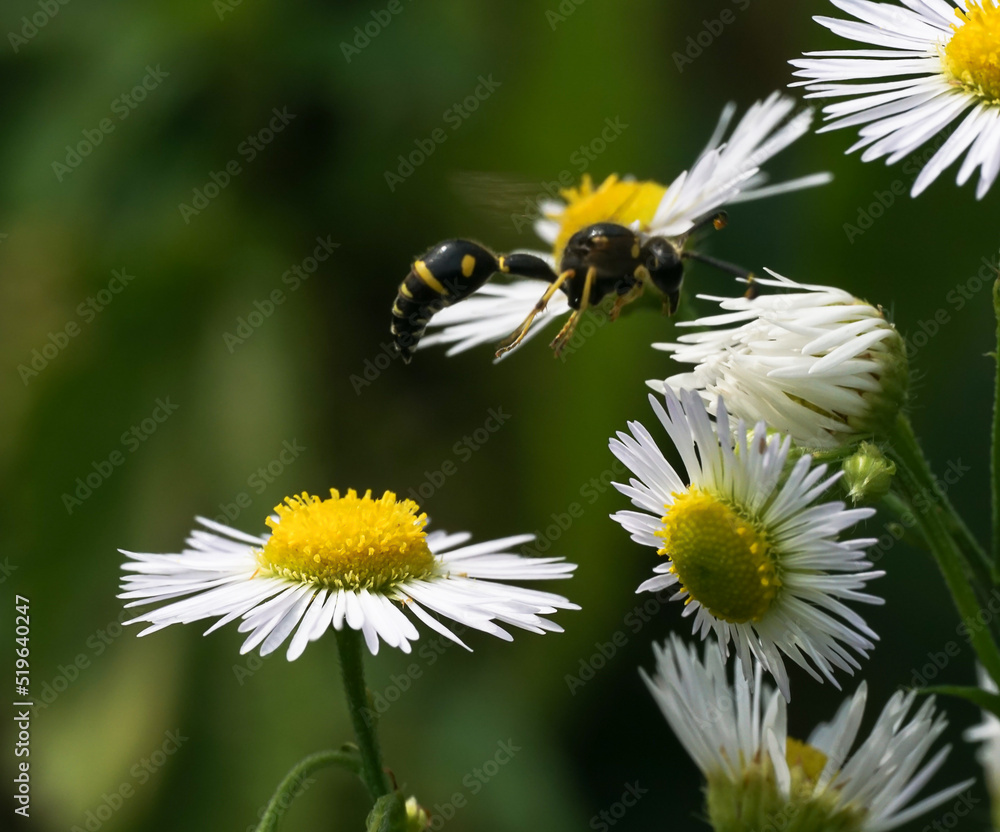 Camomile on a beautiful afternoon Camomile on a beautiful afternoon