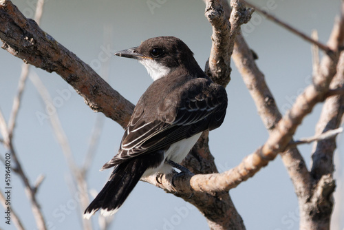 Eastern Kingbird