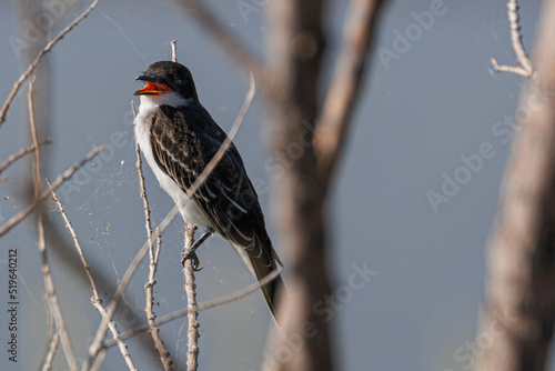 Eastern Kingbird