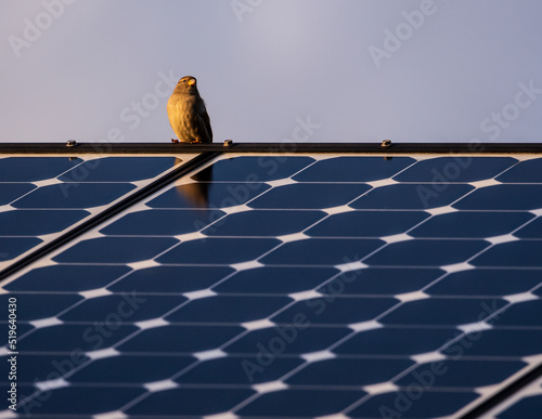 Sparrow sitting on top of solar panels