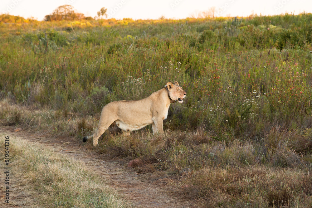 Lateral view of a wild lioness Lateral view of a wild lioness