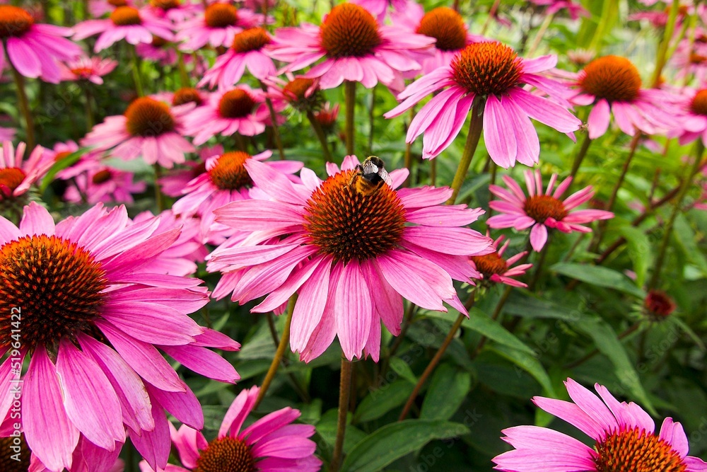 echinacea purpurea flowers in the meadow echinacea purpurea flowers in the meadow