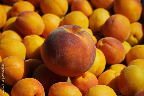 Huge peach among Ripe yellow apricots close-up, top view