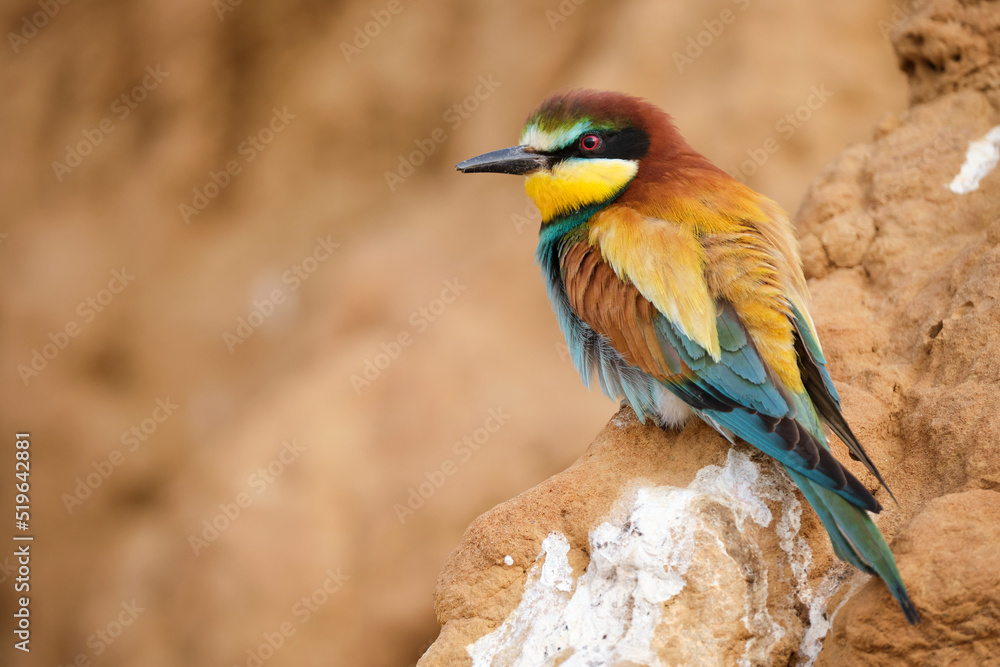 Obraz premium Multicolored bee eater on rocky formation