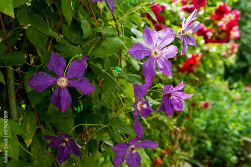 violet flowers in the garden