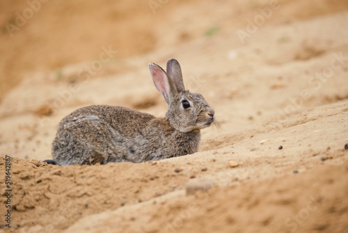 Scared rabbit lying on sand