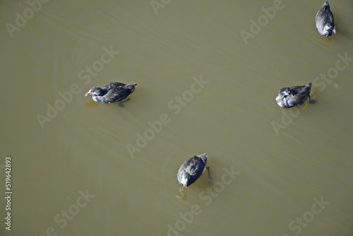 Wild ducks in the water near the Embankment of the Sviyaga River , Ulyanovsk