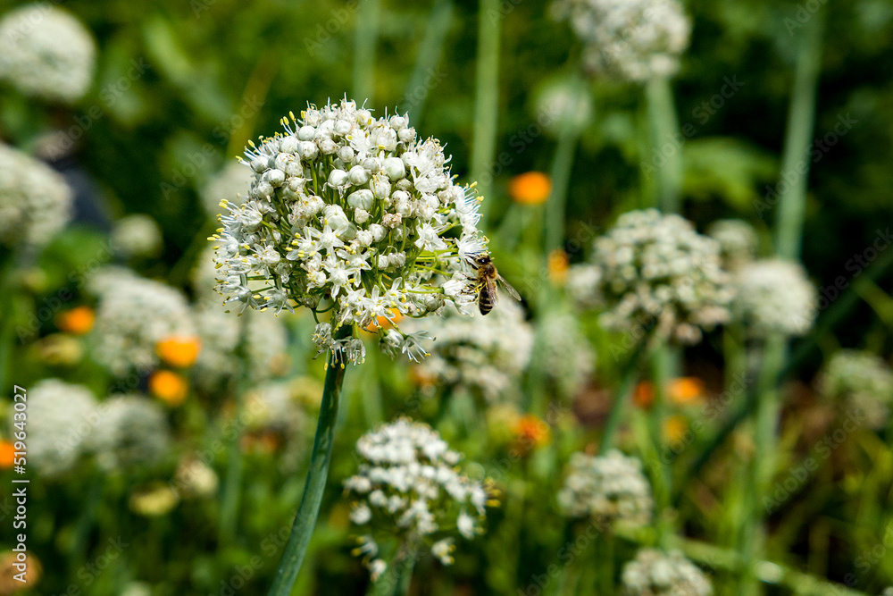 bee and a flowers in the meadow