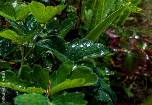 rain drops on a green leaf in garden 