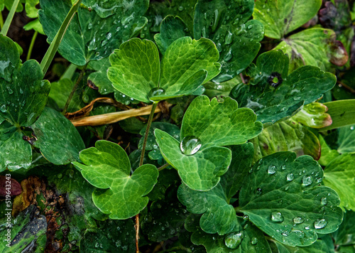Wallpaper Mural rain drops on a green leaf	in  summer garden Torontodigital.ca