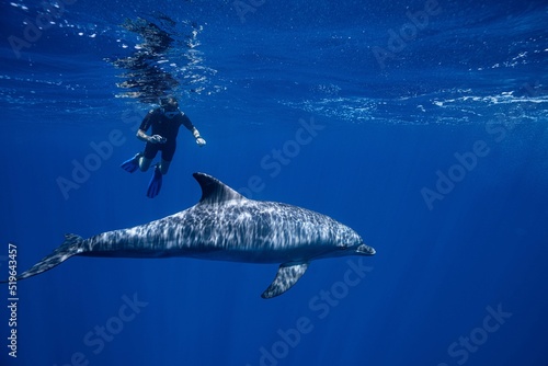 Indo-Pacific bottlenose dolphin, Tursiops aduncus, Red Sea, Egypt