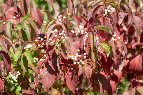 Valokuva Redosier AKA Red Twig Dogwood With White Berries