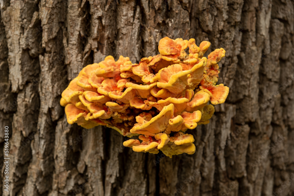 Orange Sulpher Shelf Fungus Growing On Tree Trunk Orange Sulpher Shelf Fungus Growing On Tree Trunk
