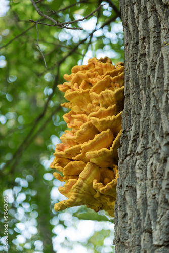 Orange Sulpher Shelf Fungus Growing On Tree Trunk