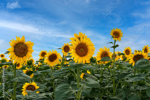 Field of sunflowers