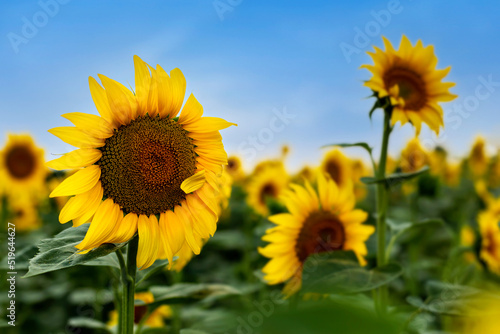 Field of sunflowers. Close-up of sunflower flower  in the background the blue sky.