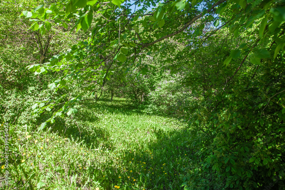 Green trees on a summer day - summer background for design Green trees on a summer day - summer background for design
