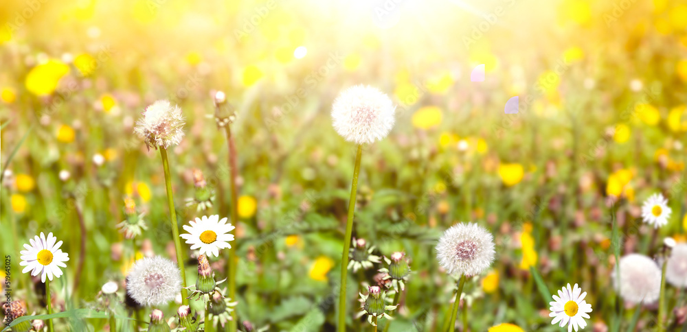 Bright magical glow and yellow meadow flowers