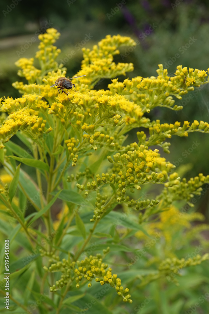 A bee flying towards a yellow Solidago flower. These plants have escaped from gardens and are now wildflowers in the Netherlands A bee flying towards a yellow Solidago flower. These plants have escaped from gardens and are now wildflowers in the Netherlands