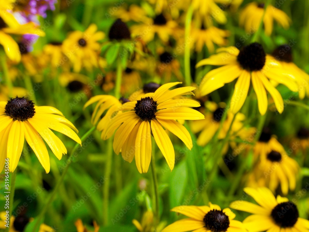 the bright yellow coneflowers the bright yellow coneflowers