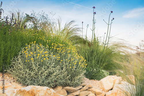 Santolina chamaecyparissus, cotton lavender plant in the garden at sunset.