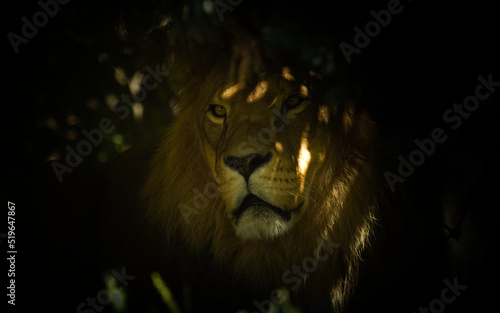 Lion the biggest cat, lion king portrait, Panthera leo, male lion.