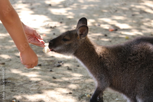 donner a manger a un kangourou au zoo