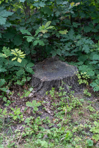 Tree stump in forrest