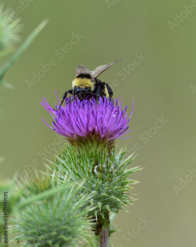 bumblebee and the thistle © john