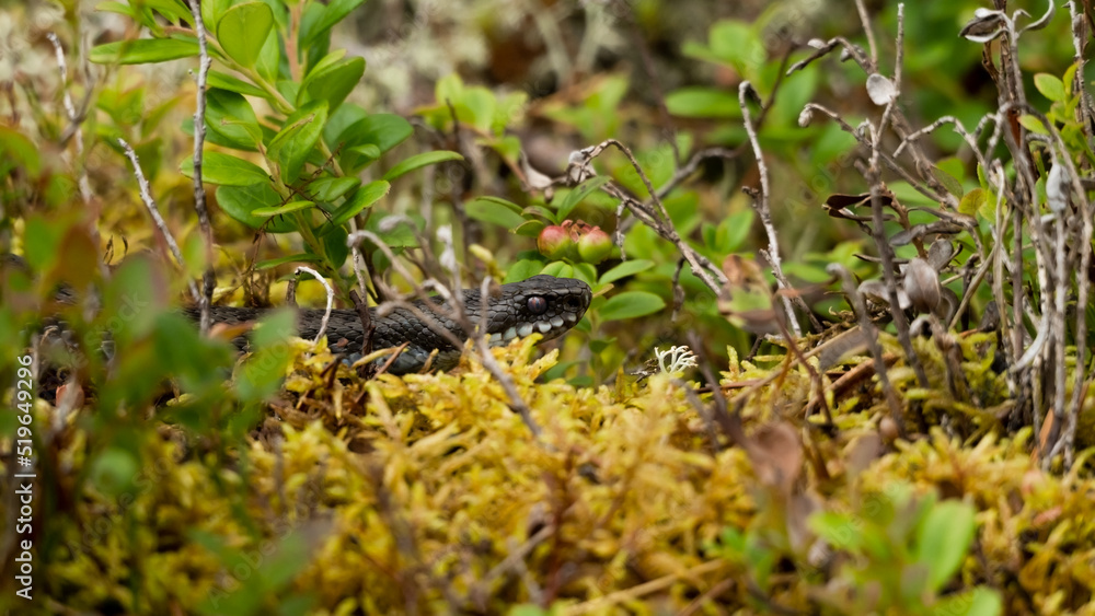 Obraz premium Black adder.