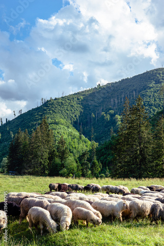 Fototapeta Naklejka Na Ścianę i Meble -  Góry Tatry, Polska, Dolina Kościeliska. Przyroda
