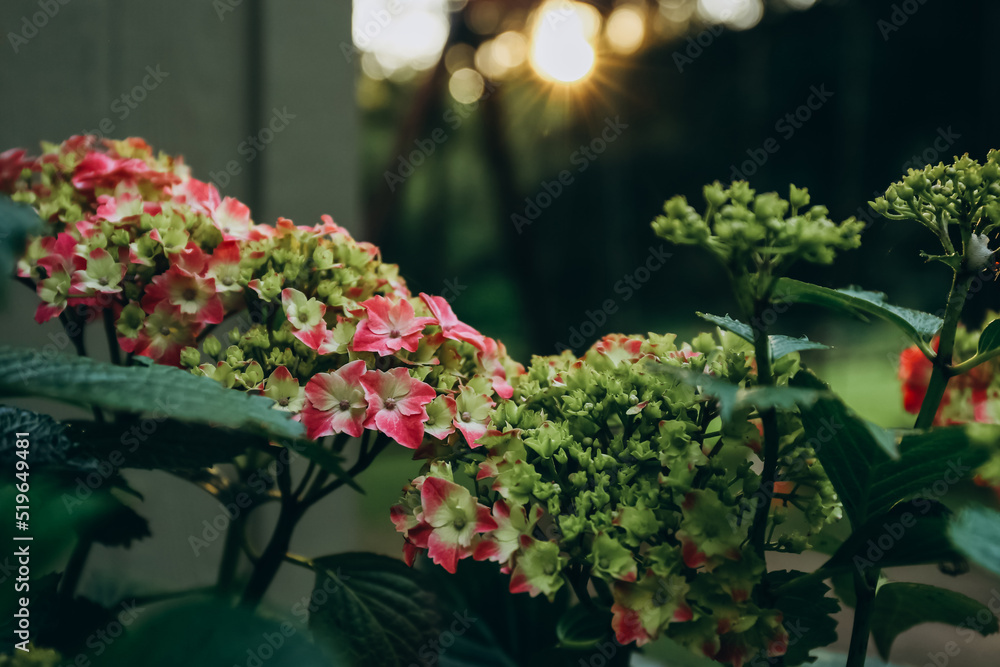 Pink and green Hydrangea flower blooming in a garden in sunset light Pink and green Hydrangea flower blooming in a garden in sunset light