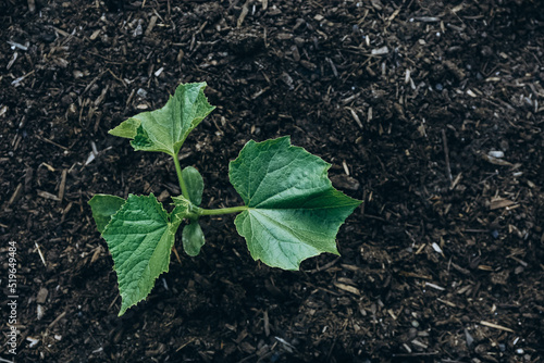 Zucchini plants growing in a raised bed in a garden in spring