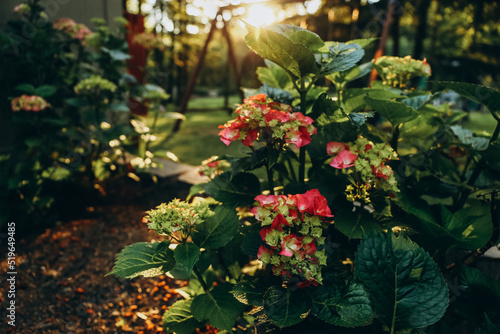 Pink and green Hydrangea flower blooming in a garden in sunset light