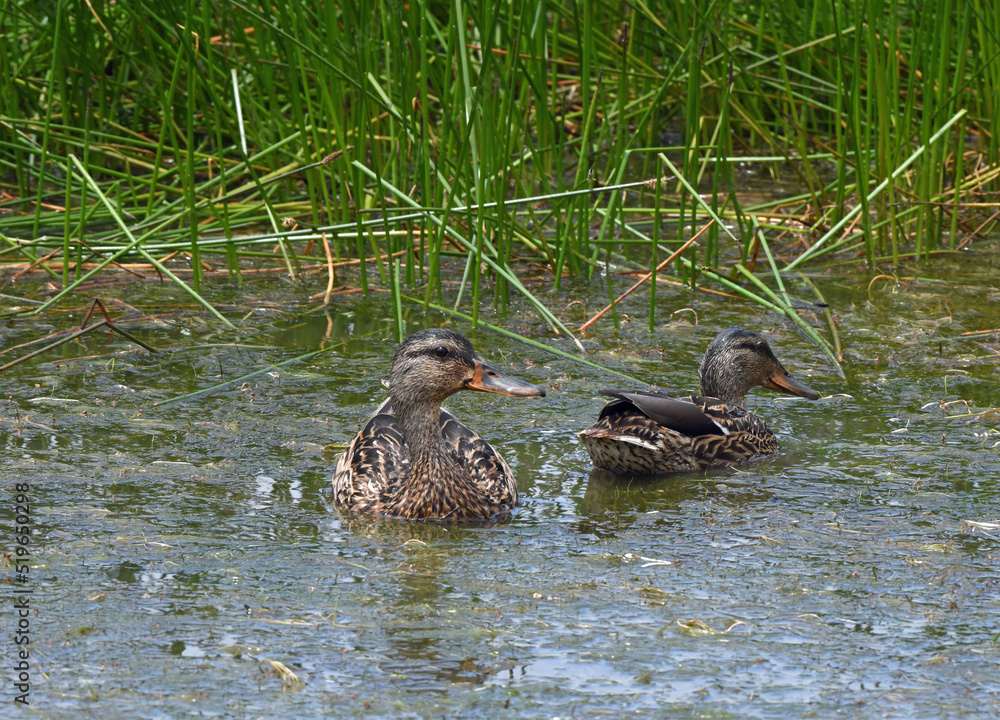 Mallard Ducks in Wetlands at Humboldt Wildlife Refuge, CA.