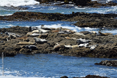 Harbor Seals Hauled Out and Resting Near Shelter Cove, CA.