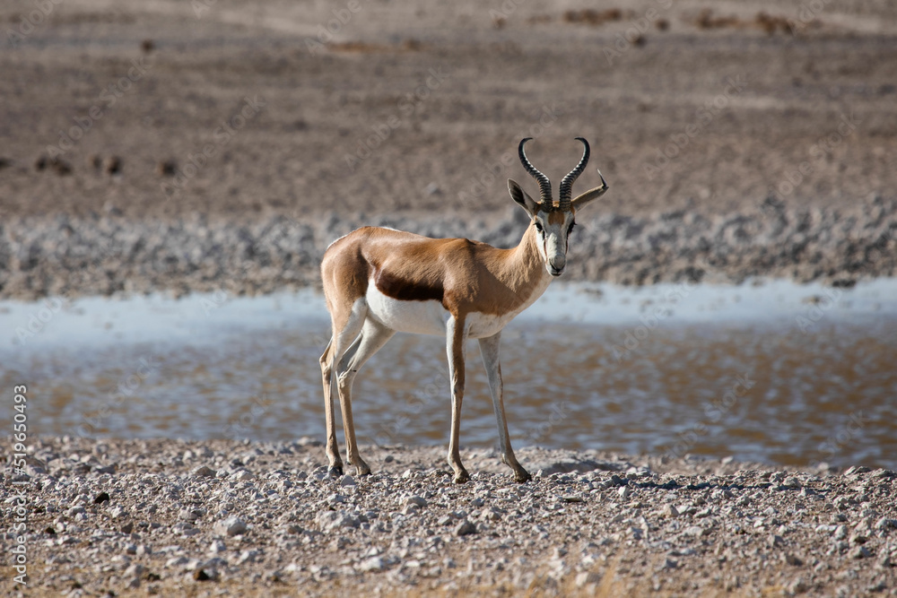 Springbok on safari in Etosha National Park in Namibia Springbok on safari in Etosha National Park in Namibia