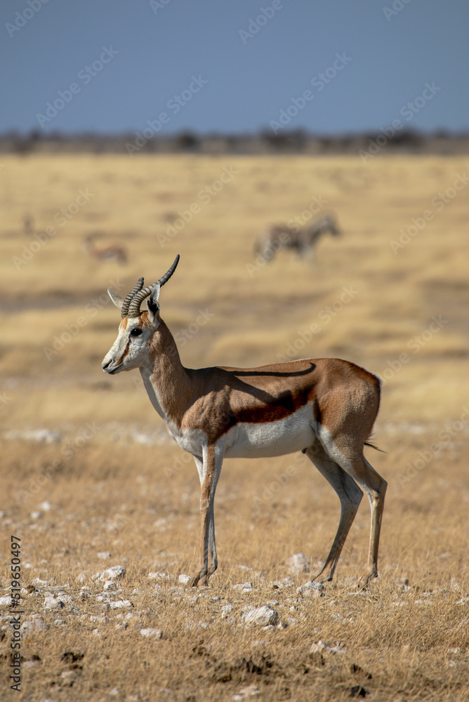 Springbok on safari in Etosha National Park in Namibia Springbok on safari in Etosha National Park in Namibia