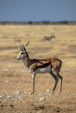 Springbok on safari in Etosha National Park in Namibia