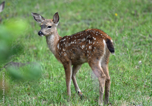 Blacktail Fawn Browsing a Lawn at Shelter Cove, CA