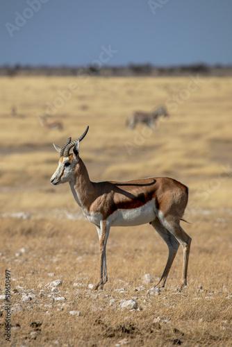 Springbok on safari in Etosha National Park in Namibia