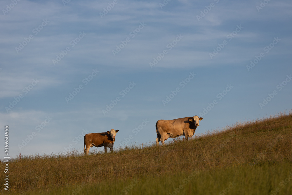 Two dairy cows standing in a meadow against blue sky Two dairy cows standing in a meadow against blue sky