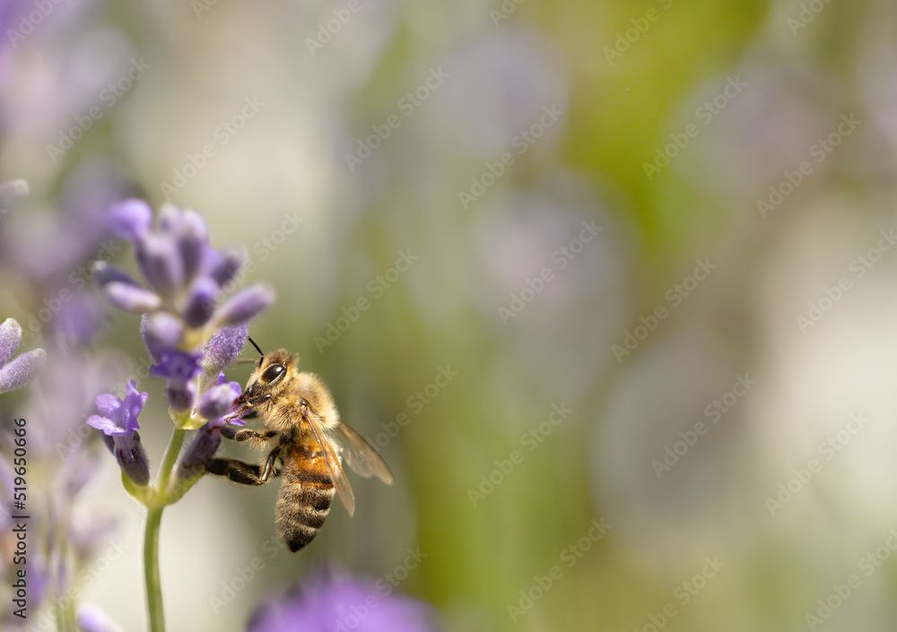 Bee on a flower collecting nectar and pollen, Apis Bee on a flower collecting nectar and pollen, Apis