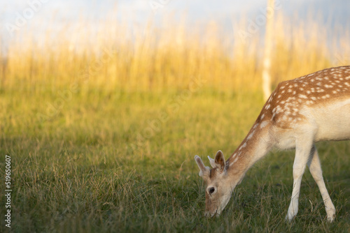 Young buck from fallow deer family with white dotted fur grazing on meadow, dama dama