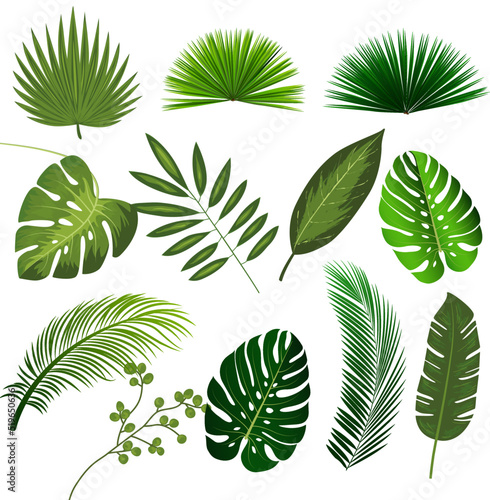 Exotic tropical leaves. Monstera plant leaf, banana plants and green tropics palm leaves. Jungle palms forest flora nature tropic leaves isolated vector illustration icons set