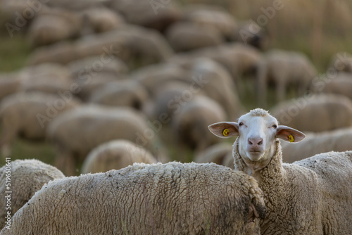 A large flock of sheep grazing in a pasture