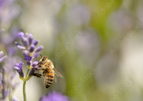 Bee on a flower collecting nectar and pollen, Apis © Daniela