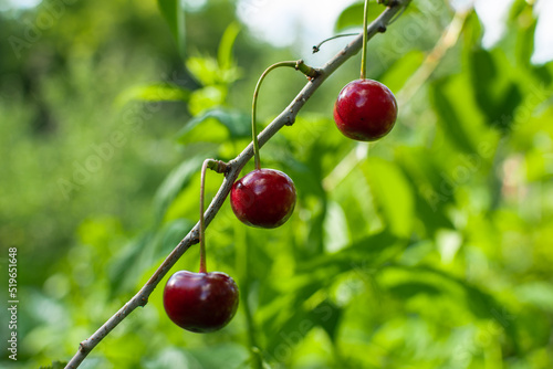 Ripe red cherries on the branch growing in orchard garden